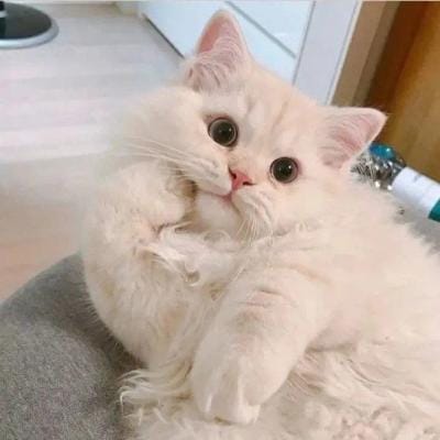 ทอม อิศรา avatar